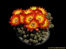 Sulcorebutia tarabucoensis v. callecallensis L389 474